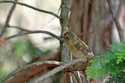 ソウシチョウの雌？幼鳥？