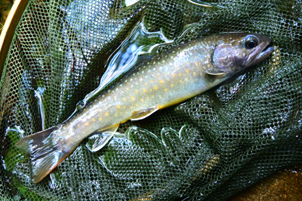 黒く厳つい岩魚24cm