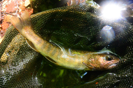 美しい岩魚23cm