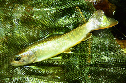 暗い場所では色が写らない岩魚20cm