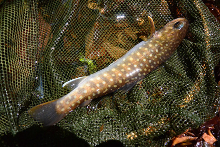 今日の標準とも云える岩魚21cm