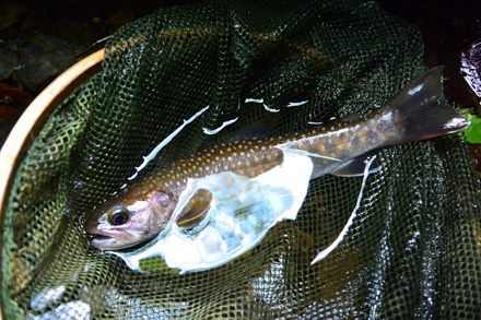 優し顔の岩魚21cm