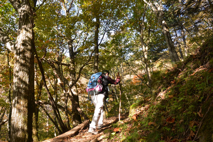 紅葉がなくても、木漏れ日の中もいい