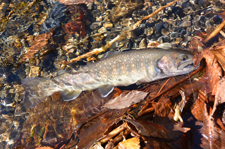 24～5cmの岩魚・・・のような虹鱒