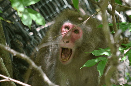 テンカラ渓流一年生の旅 猿に威嚇され