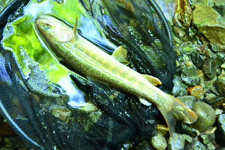 支流にいそうな模様で尻尾が大きいの岩魚26cm