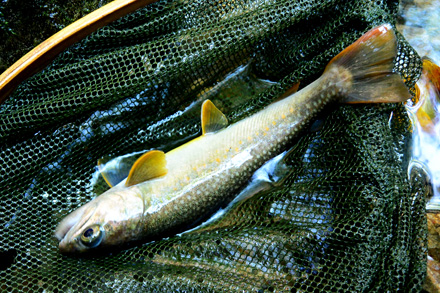 体の割に尾びれが大きい岩魚、小さい