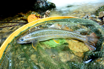 最も大きかった緑の岩魚22cm