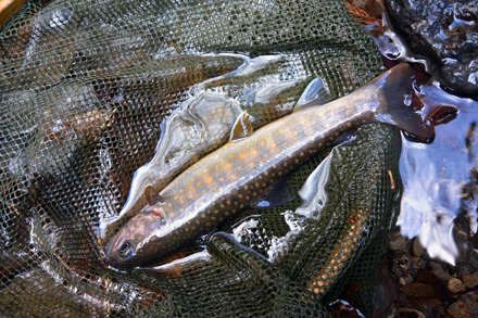 19cmの岩魚、この位の岩魚が多い