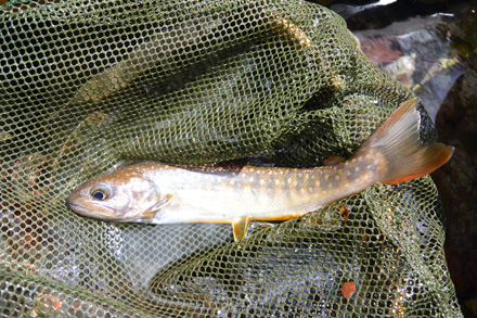 最後に見た18cmの岩魚