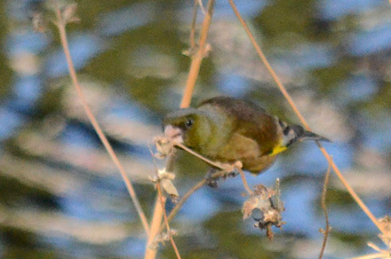 植物の種を食べるカワラヒワ