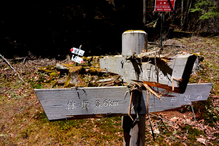 登山道の標、熊にいいようにされている