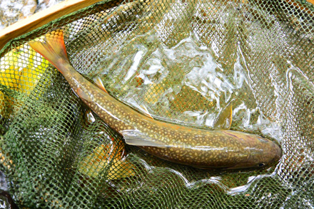 やっと咥えさせた小さな岩魚