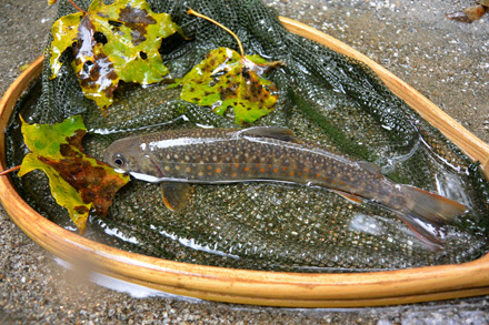 落ち込みの右から出た18cmの岩魚