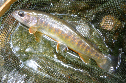 なかなか色が良くなってきた岩魚