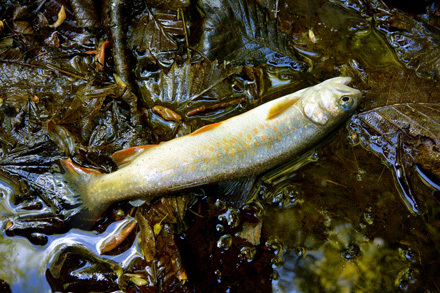 20cmに満たない岩魚も色が美しい