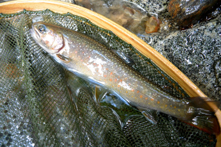 大きくはないが色が良い岩魚、ヤマトイワナか