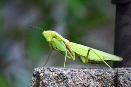 オオカマキリは我が家に何しに寄ってくれたのか