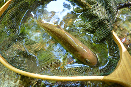 ただ一匹の七寸越えの岩魚22cm