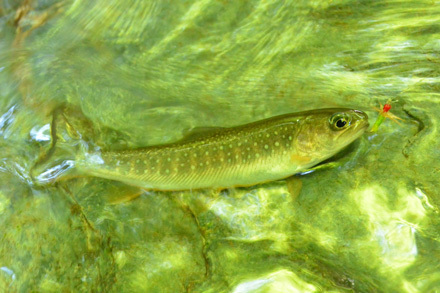 毛鉤と比べれば大きさが分かる岩魚