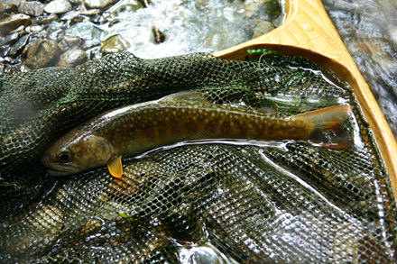 最初の岩魚18cm