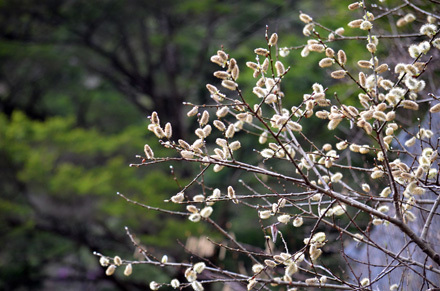ヤマネコヤナギだろうか、花か種か