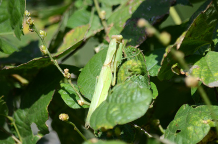 獲物がいっぱいいても動かないウスバカマキリ