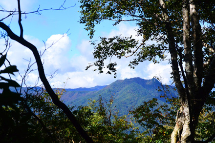 山頂すぐ下から見る奥多摩の山、同定できない