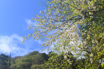 山桜、青空に映える