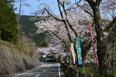 小菅村の桜は満開