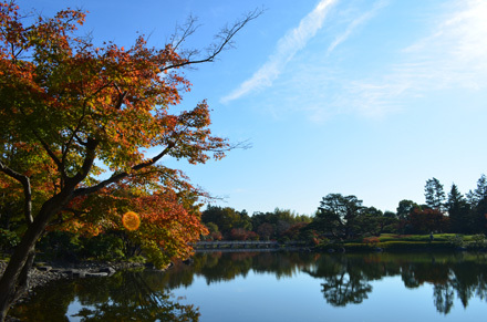 日本庭園の池が鏡に