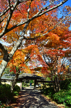 日本庭園の入口、いい色の紅葉である