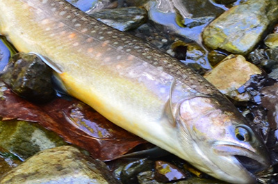 岩魚の色はやっぱり自然が良い