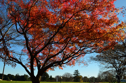 広場に出るところの紅葉
