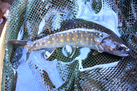 最初に出た岩魚