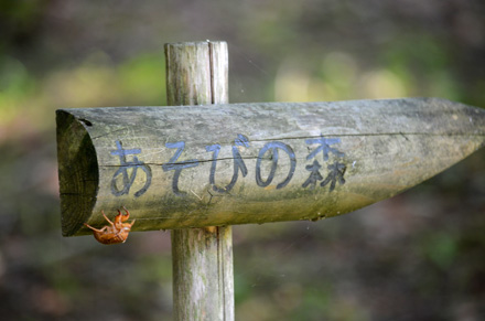 標を確認しただけのアブラゼミ