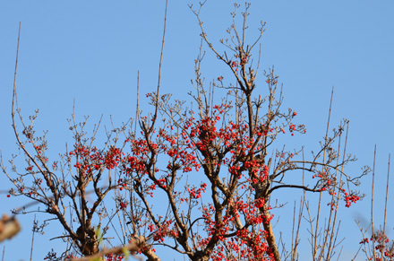 梅も花咲いた？（梅じゃない！）