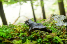 川を見つめるカジカガエル？