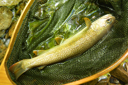 やっと20cmを越えた美しい岩魚