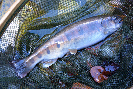 25cmほどの山女、ん～養魚場育ちかね～