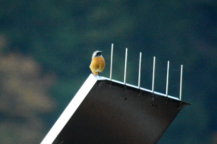 烏除け、鳩除けも無駄なジョウビタキ