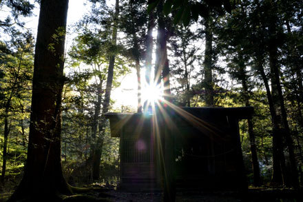 御鷹の森の御鷹神社に朝陽が差す