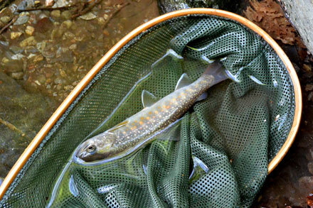 見た目より長さのある岩魚