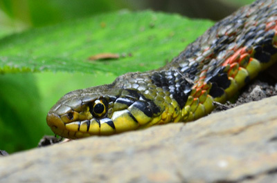目が怖いヤマカガシのアップ