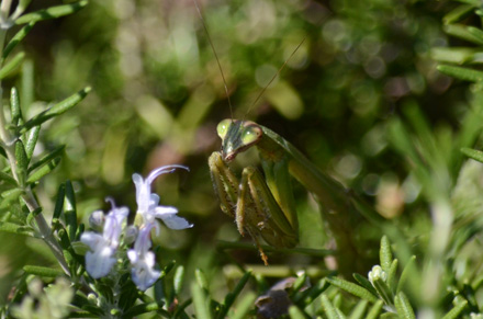 オオカマキリは花にやってくる蝶を待つ