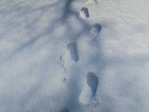 久しぶりの雪中キャンプ　～デイか宿泊かの選択～