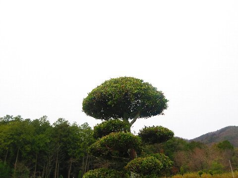 終日雨が降り続くキャンプ