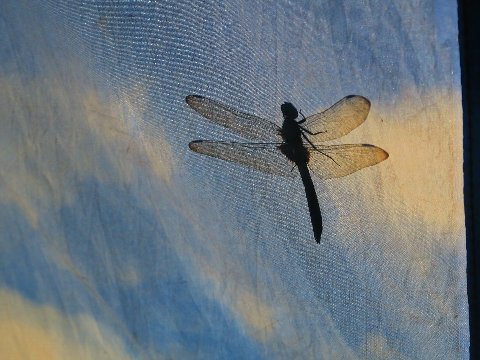 青空タープは名刺代わりに