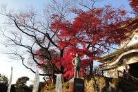 小牧山（小牧城）紅葉散策