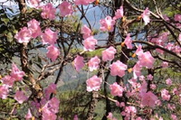 20140414納古山（岐阜県）